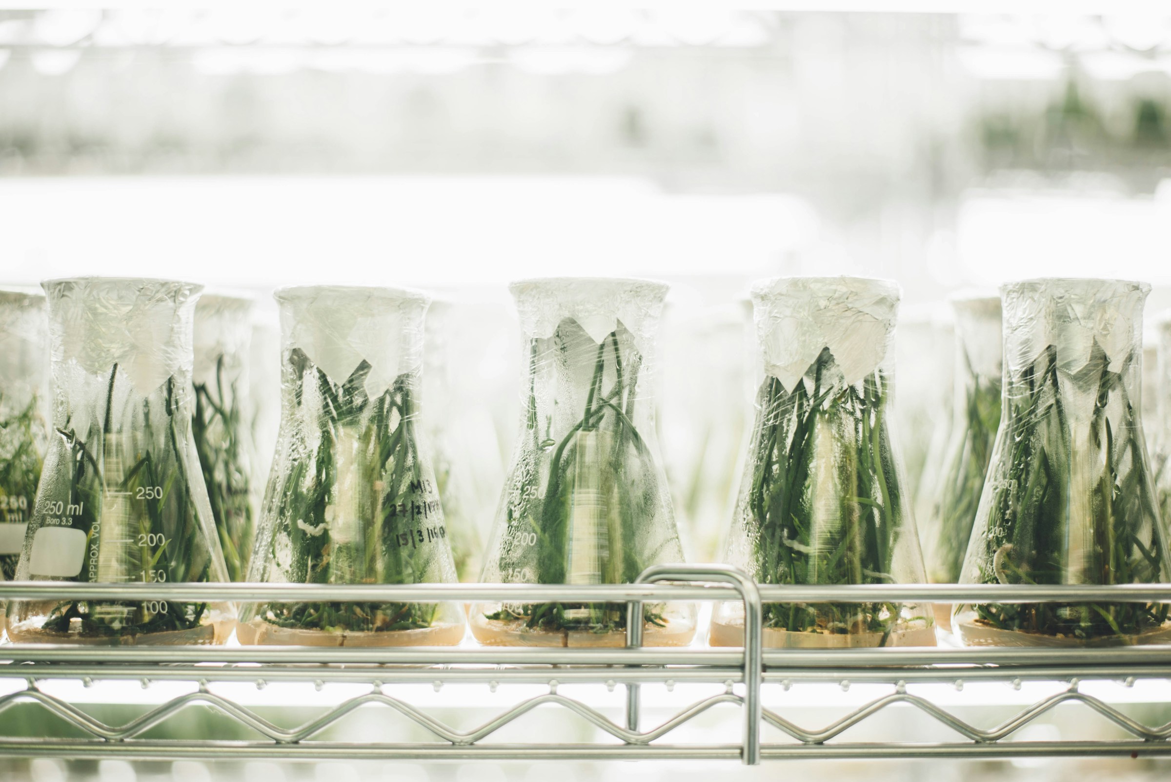 Green plant samples growing inside laboratory flasks